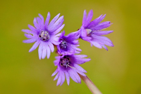 Alpine snowbell, Soldanella montana, wild pink violet flower from forest. Bloom during spring. Three...