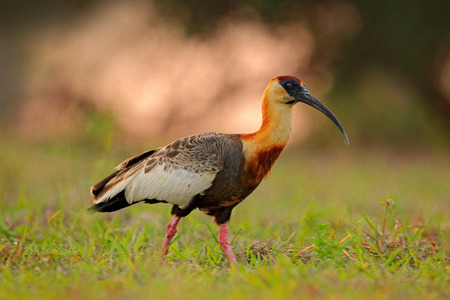 Buff-necked Ibis, Theristicus caudatus, exotic bird in the nature habitat, bird sitting in grass with beautiful evening sun light, during sunset, Barranco Alto, Pantanal, Brazil. Evening light bird.の写真素材