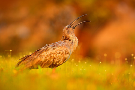 Plumbeous Ibis, Theristicus caerulescens, exotic bird in nature habitat, bird sitting in grass with beautiful evening sun light, during sunset, open bill, Pantanal, Brazil , Wildlife nature.の写真素材