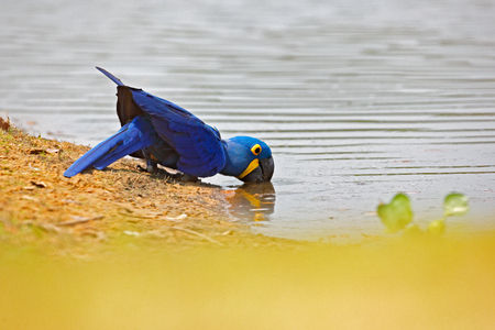 Hyacinth Macaw, Anodorhynchus hyacinthinus, blue parrot. Portrait big blue parrot, Pantanal, Brazil, South America. Beautiful rare bird in the nature habitat. Wildlife Brazil, macaw in wild nature.の写真素材
