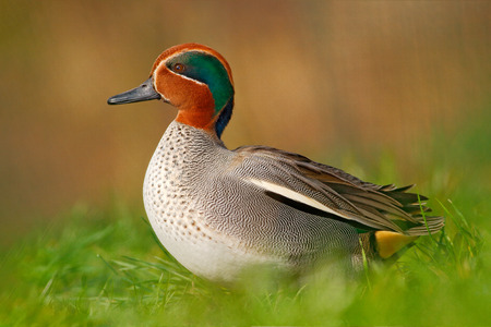 Camnon Teal, Anas crecca, nice duck with rusty head, in green grass. Spring bird near the water....