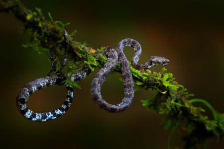 Cloudy Snail Sucker, Sibon nebulatus, snake, green moss blanch. Non venomous snake in the nature habitat. Poisonous animal from South America. Yellow blue snake in the nature. Wildlife Costa Ricaの写真素材