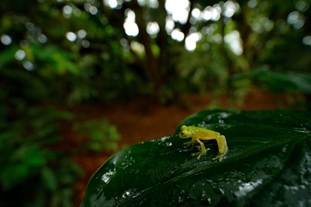 Frog in tropic habitat. Fleschmann´s Glass Frog, Hyalinobatrachium fleischmanni, nature habitat,...