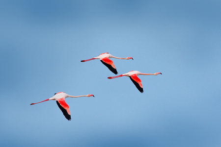 Flying nice pink big bird Greater Flamingo, Phoenicopterus ruber, with clear blue sky with clouds, Camargue, France. Wildlife Europe.の写真素材