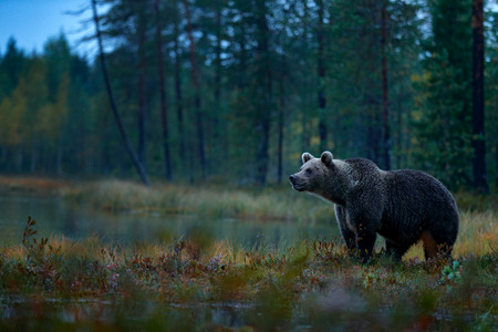 Bear hidden in yellow forest. Autumn trees with bear. Beautiful brown bear walking around lake with fall colours. Dangerous animal in nature wood, meadow habitat. Wildlife habitat from Finland.の写真素材