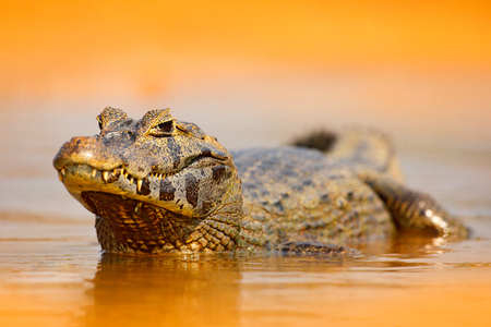 Yacare Caiman, gold crocodile in the dark orange evening water surface with sun, nature river habitat,  Pantanal, Brazil. Wildlife scene from nature. Crocodile, sunset.の写真素材