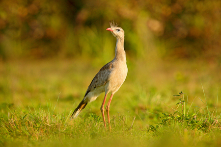 Typical bird from Brazil nature. Bird in the grass meadow, long red leg. Travelling in South America. Wildlife from Pantanal. Open bill. Red-legged Seriema, evening light, Pantanal, Brazil.の写真素材
