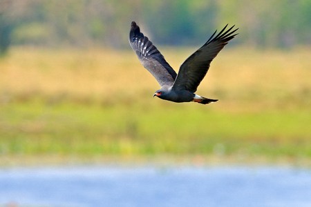 Snail kite, Rostrhamus sociabilis, bird of prey from Brazil Pantanal. Bird in the water march habitat. Flying kite abave water meadow. Wildlife scene from tropic nature, Brazil.の写真素材