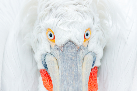 Cute close-up bird portrait. Eye detail Dalmatian pelican, Pelecanus crispus, in Lake Kerkini, Greece. Palican with open wing, hunting animal. Wildlife scene from Europe nature. Bird on blue sky.の写真素材