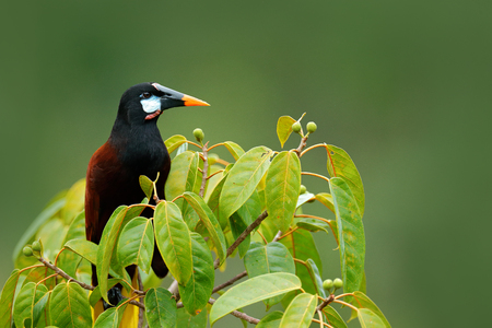 Montezuma Oropendola, Psarocolius montezuma, portrait of exotic bird from Costa Rica, brown with black head and orange bill, clear green background. Wildlife scene from tropic nature, birdwatching.の写真素材