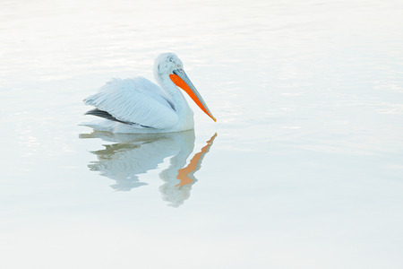 Pelican, mirror in still water. Dalmatian pelican, Pelecanus crispus, in Lake Kerkini, Greece. Palican withblue still water surface. Wildlife scene from Europe nature. Bird, blue sky. White pelican.の写真素材