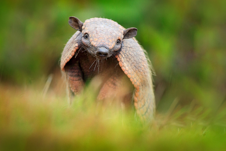 Brazil cute animal. Six-Banded Armadillo, Yellow Armadillo, Euphractus sexcinctus, Pantanal, Brazil. Wildlife scene from nature. Funny portrait of Armadillo, face portrait, hidden in grass. Wildlife.の写真素材