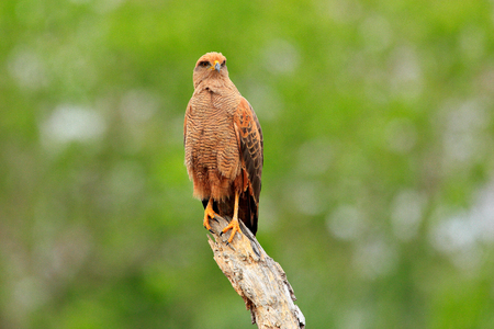 Savanna hawk, Buteogallus meridionalis, Pantanal, Brazil. Wildlife scene from tropic forest. Forest background. Hawk in the habitat, green vegetation. Brazil wildlife. Green forest with bird.の写真素材