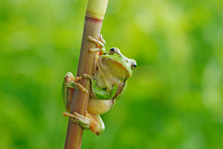 European tree frog, Hyla arborea, sitting on grass straw with clear green background. Nice green amphibian in nature habitat. Wild frog on meadow near the river, habitat.の写真素材