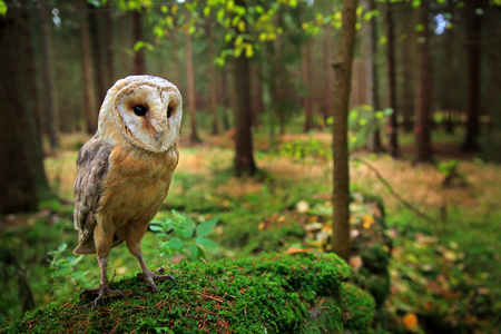 Owl in the forest. Barn owl sitting ongreen mosse stone in forest at the evening - photo with wide lens including habitad. Wildlife scene in nature habitat. Bird with forest and grass meadow.の写真素材