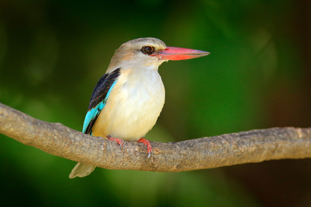 Brown-hooded Kingfisher, Halcyon albiventris, detail of exotic African bird sitting on the branch in the green nature habitat, Chobe river, Botswana, Africa. Wildlife scene form nature.の写真素材