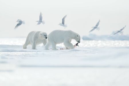 Two polar bears with killed seal. White bear feeding on drift ice with snow, Svalbard, Norway. Bloody nature with big animals. Dangerous animal with carcass of seal. Arctic wildlife, animal feeding behaviour.の写真素材