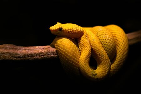Eyelash Palm Pit Viper. Poison snake from Costa Rica. Yellow Eyelash Palm Pitviper, Bothriechis schlegeli, on green moss branch, nature habitat, Panama. Hidden animal in tropic forest.の写真素材