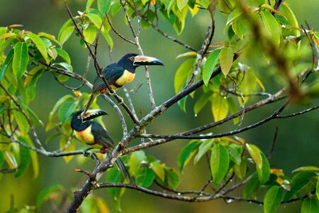 Small toucan Collared Aracari, Pteroglossus torquatus, bird with big bill. Toucan sitting on the branch in the forest, Boca Tapada, Costa Rica. Nature travel in central America.の写真素材
