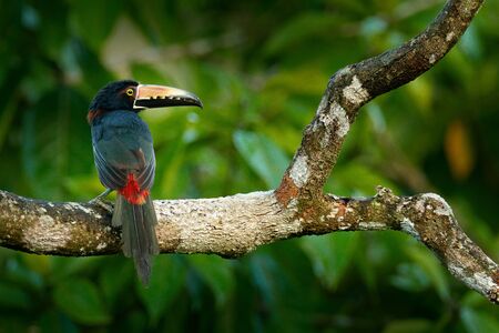 Small toucan Collared Aracari, Pteroglossus torquatus, bird with big bill. Toucan sitting on the branch in the forest, Boca Tapada, Costa Rica. Nature travel in central America.の写真素材