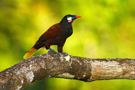 Montezuma Oropendola, Psarocolius montezuma, portrait of exotic bird from Costa Rica, brown with black head and orange bill, clear green background. Wildlife scene from tropical nature.の写真素材
