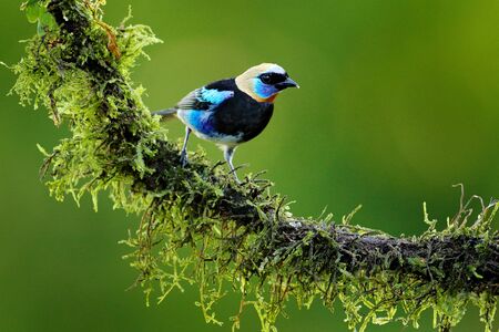 Golden-hooded Tanager, Tangara larvata, exotic tropical blue bird with gold head from Costa Rica. Tanager sitting on the branch. Green mossy stick in the forest with bird. Wildlife scene from nature.の写真素材