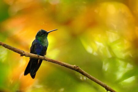 Green-crowned Woodnymph, Thalurania colombica, hummingbird in the nature tropic forest habitat, wildlofe Costa Rica. Scene in tropical jungle, bird sitting on the branch,.の写真素材