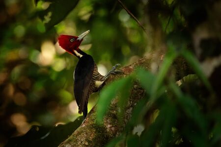 Pale-billed woodpecker, Campephilus guatemalensis, sitting on branch with nesting hole, black and red bird in nature habitat, Costa Rica. Birdwatching, South America. Beautiful woodpecker in forest.の写真素材