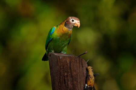 Brown-hooded Parrot, Pionopsitta haematotis, portrait of light green parrot with brown head. Detail close-up portrait of bird from Central America. Wildlife scene from tropical nature, back light.の写真素材