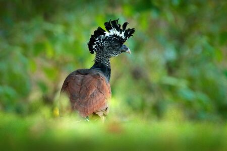 Great Curassow, Crax rubra, big black bird with yellow bill in the nature habitat, Costa Rica. Wildlife scene from tropic forest. Brown bird in green grass, tropic nature. Jungle bird.の写真素材