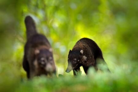 White-nosed Coati, Nasua narica, green grass habitat National Park Manuel Antonio, Costa Rica. Animal in the forest. Mammal in the nature .Animal from tropical Costa Rica. Very long tail.の写真素材