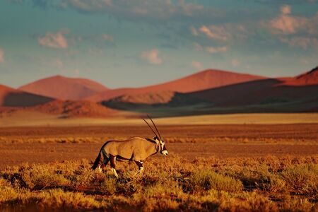 Gemsbok with orange sand dune evening sunset. Gemsbuck, Oryx gazella, large antelope in nature habitat, Sossusvlei, Namibia. Wild animals in the savannah. Animal with big straight antler horn.の写真素材