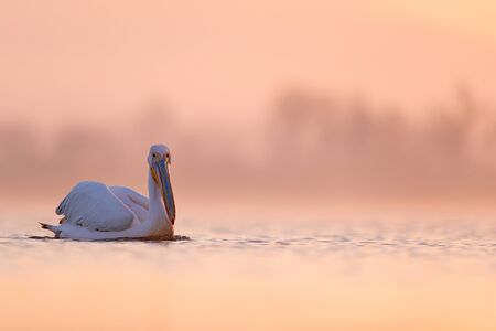 Dalmatian pelican, Pelecanus crispus, in Lake Kerkini, Greece. Bird with morning sunrise. Pelican with open wings. Wildlife scene from European nature. Bird and orange blue sky.の写真素材