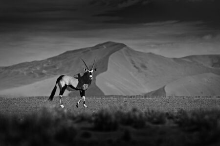 Gemsbok with orange sand dune evening sunset. Gemsbuck, Oryx gazella, large antelope in nature habitat, Sossusvlei, Namibia. Wild animals in the savannah. Black and white art photo, Africa wildlife.の写真素材