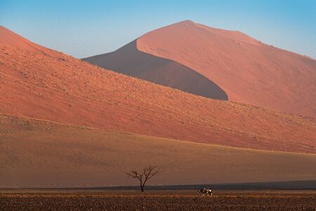 Gemsbok with orange sand dune evening sunset. Gemsbuck, Oryx gazella, large antelope in nature habitat, Sossusvlei, Namibia. Wild animals in the savannah. Animal with big straight antler horn.の写真素材