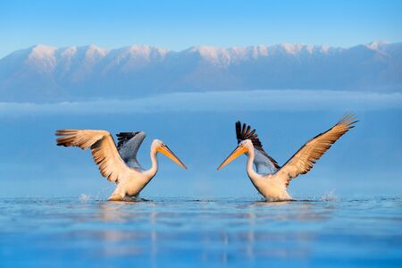 Dalmatian pelican, Pelecanus crispus, in Lake Kerkini, Greece. Palican on blue water surface. Wildlife scene from Europe nature. Bird with mountain in background. の写真素材