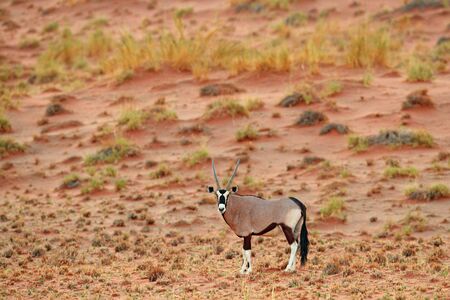 Gemsbok with orange sand dune evening sunset. Gemsbuck, Oryx gazella, large antelope in nature habitat, Sossusvlei, Namibia. Wild animals in the savannah. Animal with big straight antler horn.の写真素材