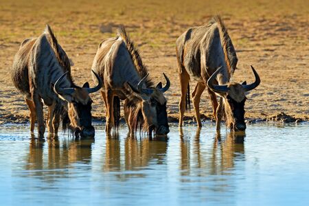 GNU drinking. Blue wildebeest, Connochaetes taurinus, on the meadow, big animal in the nature habitat in Botswana, Africa. Wildeboost near the river. Wildlife behaviour scene from nature.の写真素材