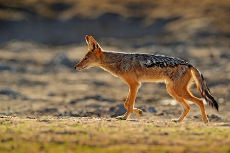 Jackal and evening sunlight. Black-Backed Jackal, Canis mesomelas mesomelas, portrait of animal with long ears, Tanzania, South Africa. Beautiful wildlife scene from Africa with nice sun light.の写真素材