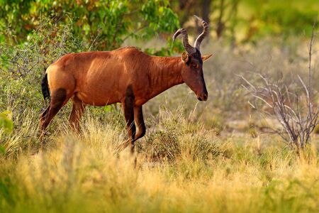 Red Hartebeest, Alcelaphus buselaphus caama, detail portrait of big brown African mammal in nature habitat. Sassaby, in green vegetation, Kruger National Park, South Africa. Wildlife scene from nature.の写真素材
