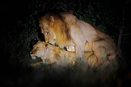 Animal love, male and female. Lion, Panthera leo bleyenberghi, mating action scene in Kruger National Park, Africa. Animal behavior in the nature habitat, male and female in dark night.の写真素材