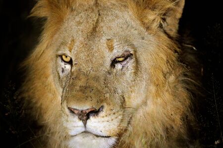  Flying bird of prey golden eagle with large wingspan, photo with snowflakes during winter, stone mountain. Wildlife scene from wild nature, Rhodopes, Bulgaria. Wildlife scene from wild nature.の写真素材