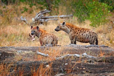 Spotted hyena, Crocuta crocuta, two angry animals with catch. Small hippo in hyenas muzzle. Animal behaviour from nature, wildlife in Kruger National Park, Africa. Hyena in savannah habitat.の写真素材
