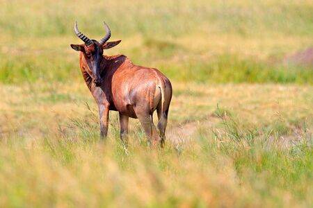 Common tsessebe, Damaliscus lunatus, detail portrait of big brown African mammal in nature habitat. Sassaby, in green vegetation, Kruger National Park, South Africa. Widlife scene from nature.の写真素材