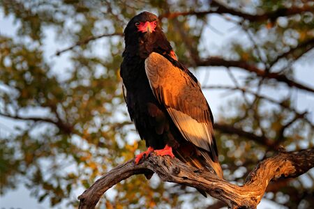 Bateleur Eagle, Terathopius ecaudatus, brown and black bird of prey in the nature habitat, sitting on the branch, Kenya, Africa. Wildlife scene from nature.の写真素材