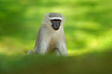 Vervet monkey, Chlorocebus pygerythrus, portrait of grey and black face animal in the nature habitat, Balule near the Kruger Nature Park, South Africa. Wildlife scene from nature. Monkey in green.の写真素材