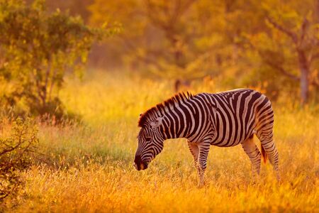 Plains zebra, Equus quagga, in the grassy nature habitat, evening light, Kruger National Park, South Africa. Wildlife scene from African nature. Zebra sunset with trees.の写真素材