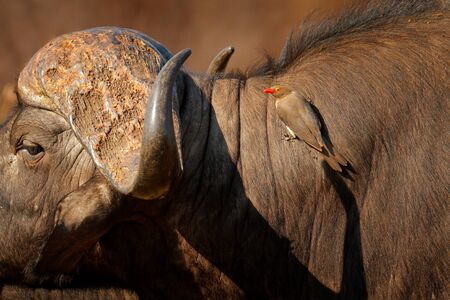 Yellow-billed oxpecker, Buphagus africanus, in brown fur of big buffalo. Bird behaviour in savannah, Kruger National Park, South Africa. Wildlife scene from African nature.の写真素材