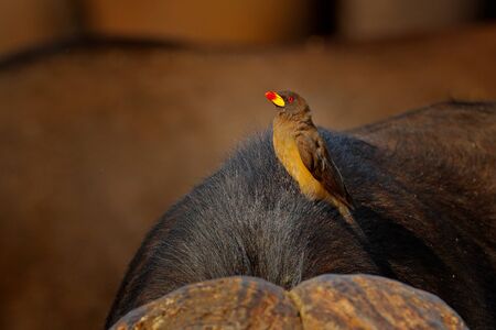 Yellow-billed oxpecker, Buphagus africanus, in brown fur of big buffalo. Bird behaviour in savannah, Kruger National Park, South Africa. Wildlife scene from African nature. Detail of bull head.の写真素材