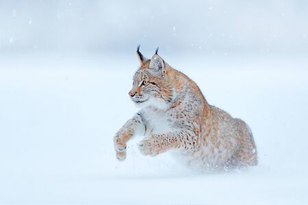 Eurasian Lynx running, wild cat in the forest with snow. Wildlife scene from winter nature. Cute big cat in habitat, cold condition. Snowy forest with beautiful animal wild lynx, Germany.の写真素材